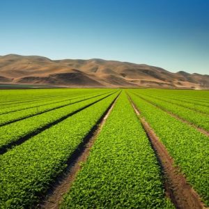 California-Field-500-crop